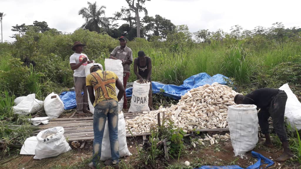RDC : Fatigué d’écrire les demandes d’emploi, Arnold Kayembe décide de se lancer dans l’agriculture