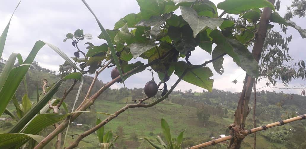 Sud-Kivu : « Nous sommes déterminés à nourrir Idjwi », Emmanuel Ndimwiza